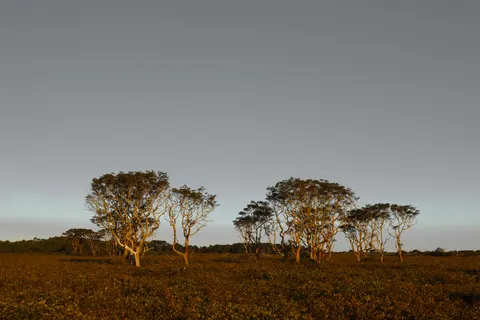 Zonsondergang op de savanne 4K-achtergrond · nature · 3840×2561