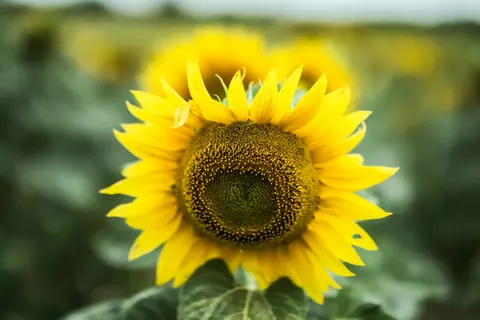 सूरजमुखी का खेत 4K वॉलपेपर · flowers · 3840×2560