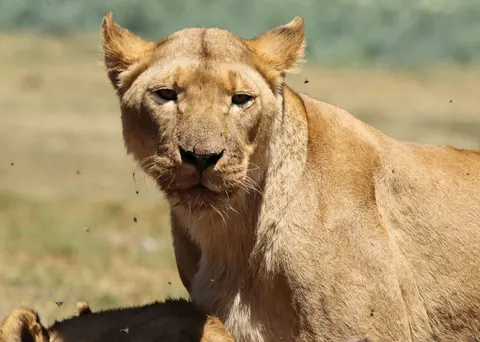Löwe 4K Hintergrundbild · animals · 3840×2736