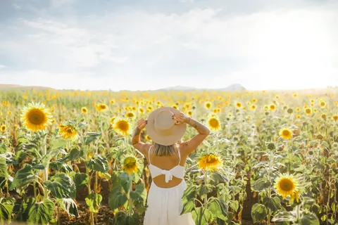 सूरजमुखी का खेत 4K वॉलपेपर · flowers · 3840×2560