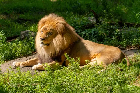 Aslan 4K Duvar Kağıdı · animals · 3840×2560