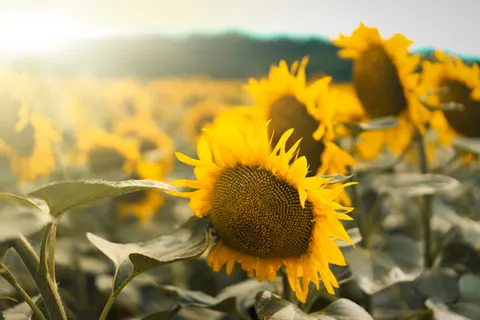 Hình nền Cánh Đồng Hoa Hướng Dương 4K · flowers · 3840×2560