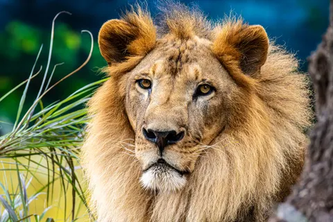 Aslan 4K Duvar Kağıdı · animals · 3840×2560
