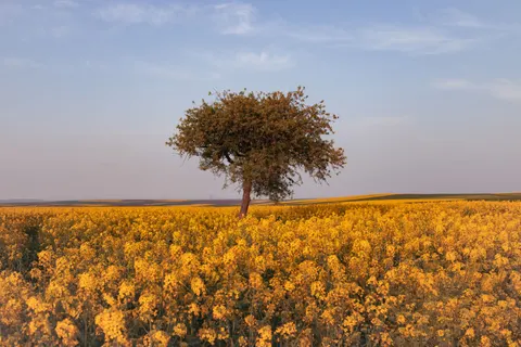 Sfondo Tramonto nella savana 4K · nature · 3840×2560