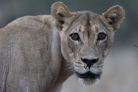 Löwe 4K Hintergrundbild · animals · 3840×2560
