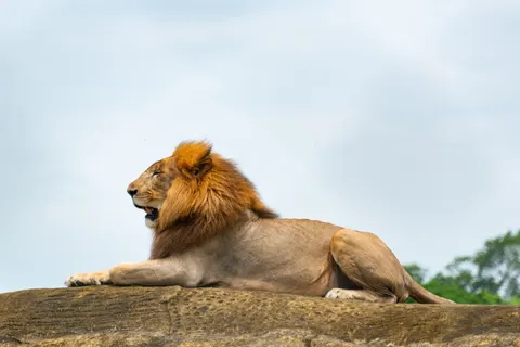 Löwe 4K Hintergrundbild · animals · 3840×2563