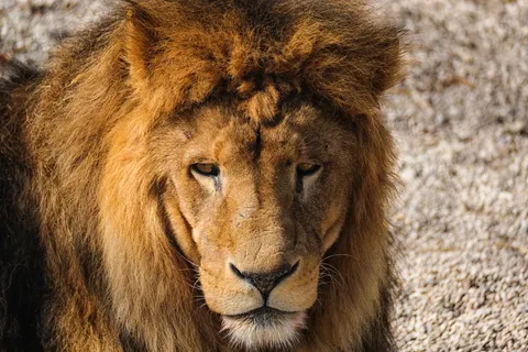 Aslan 4K Duvar Kağıdı · animals · 3840×2560