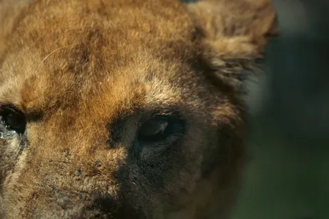 Sfondo Leone 4K · animals · 3840×2560