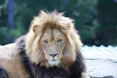 Löwe 4K Hintergrundbild · animals · 3840×2560