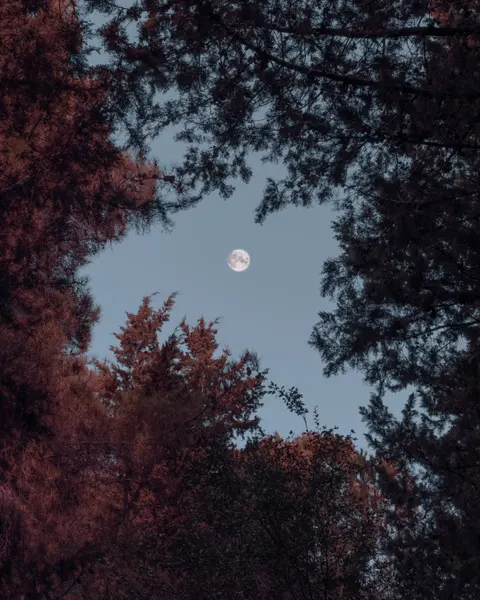 Full Moon Phone Wallpaper · moon · 1440×1800