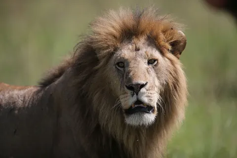 Löwe 4K Hintergrundbild · animals · 3840×2560