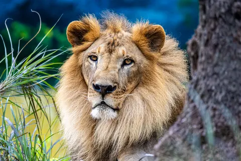 Sfondo Leone 4K · animals · 3840×2560