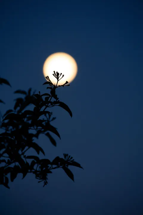 Full Moon Phone Wallpaper · moon · 1440×2160