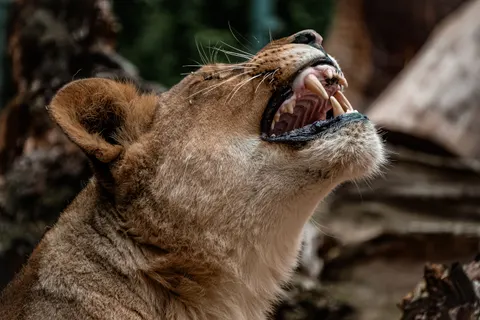 Löwe 4K Hintergrundbild · animals · 3840×2560
