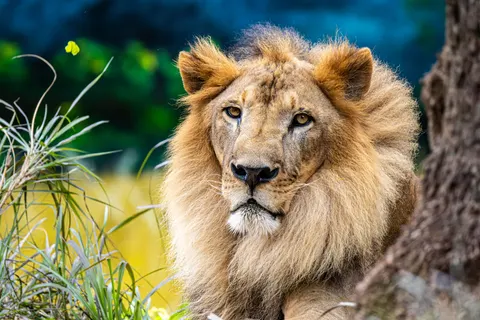 Sfondo Leone 4K · animals · 3840×2560