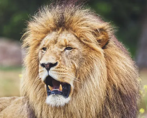 Lion 4K Wallpaper · animals · 3840×3093