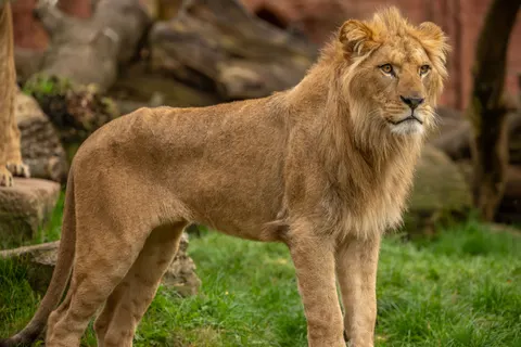 Aslan 4K Duvar Kağıdı · animals · 3840×2560