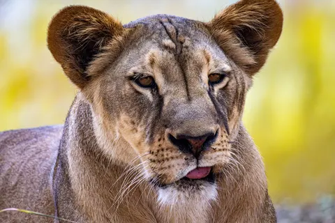 Aslan 4K Duvar Kağıdı · animals · 3840×2560