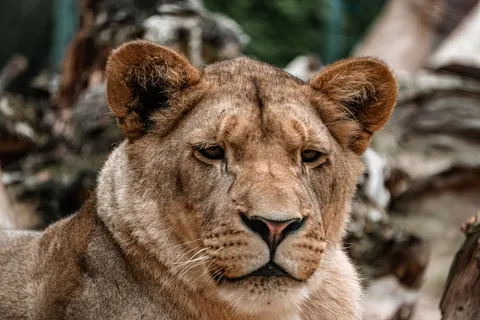 Aslan 4K Duvar Kağıdı · animals · 3840×2560
