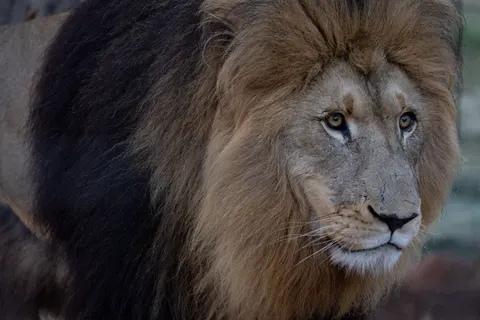 Aslan 4K Duvar Kağıdı · animals · 3840×2561