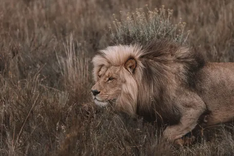 Aslan 4K Duvar Kağıdı · animals · 3840×2560