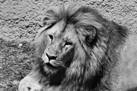 Aslan 4K Duvar Kağıdı · animals · 3840×2560