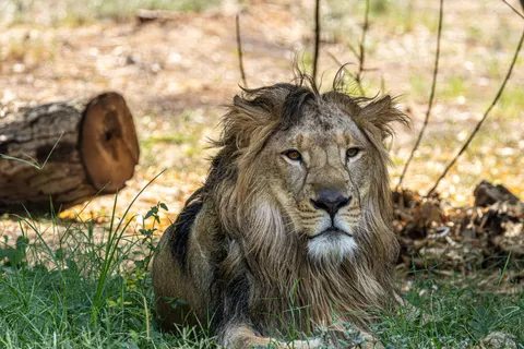 Löwe 4K Hintergrundbild · animals · 3840×2560