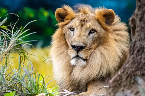 Löwe 4K Hintergrundbild · animals · 3840×2560
