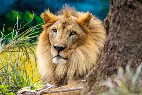 Löwe 4K Hintergrundbild · animals · 3840×2560