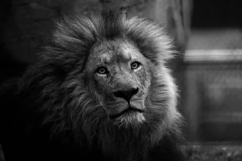 Aslan 4K Duvar Kağıdı · animals · 3840×2560