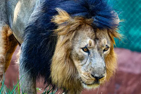 Löwe 4K Hintergrundbild · animals · 3840×2560