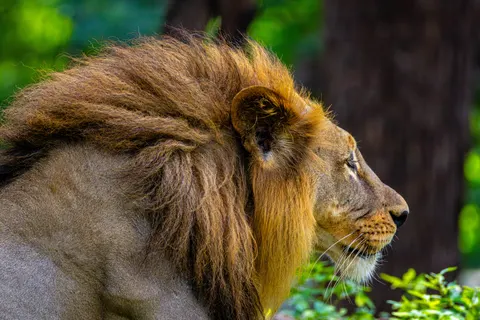 Aslan 4K Duvar Kağıdı · animals · 3840×2560