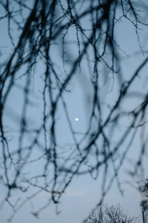 Moon Tree Phone Wallpaper · moon · 1440×2160