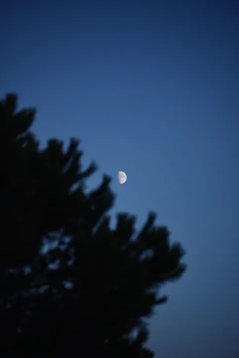 Moon Tree Phone Wallpaper · moon · 1440×2160