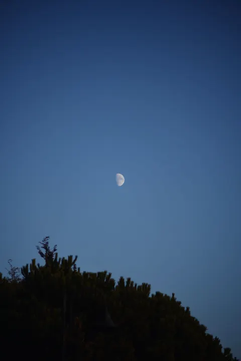 Moon Tree Phone Wallpaper · moon · 1440×2160