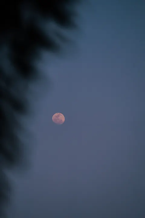 Moon Tree Phone Wallpaper · moon · 1440×2160