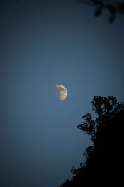 Moon Tree Phone Wallpaper · moon · 1440×2160