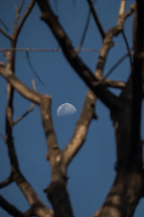 Moon Tree Phone Wallpaper · moon · 1440×2160