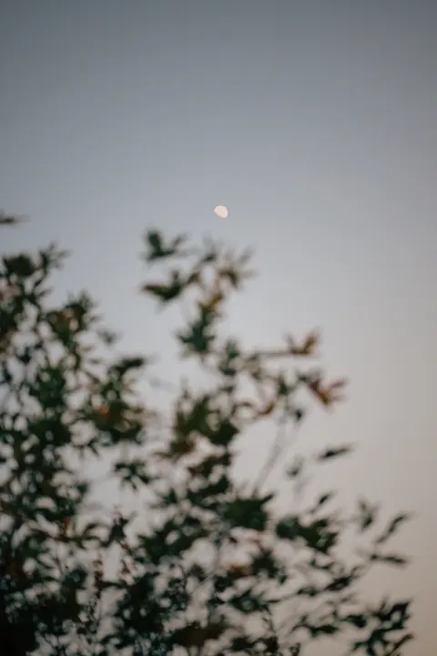 Moon Tree Phone Wallpaper · moon · 1440×2164