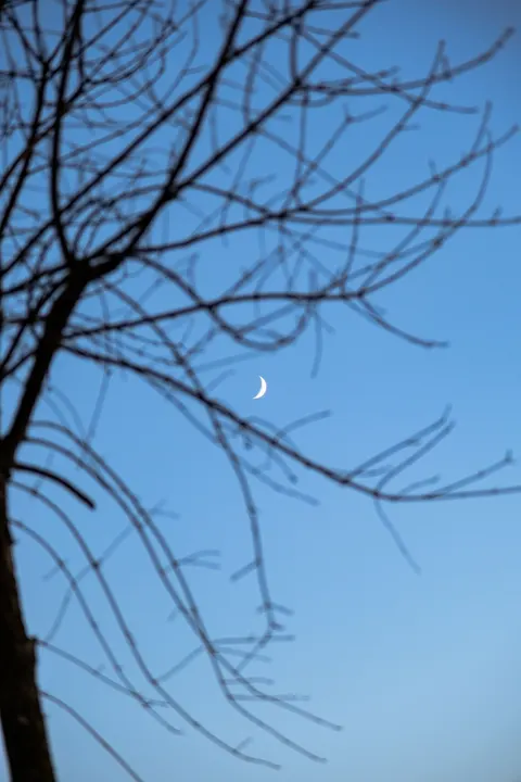 Moon Tree Phone Wallpaper · moon · 1440×2160