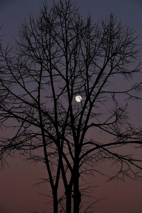 Moon Tree Phone Wallpaper · moon · 1440×2160