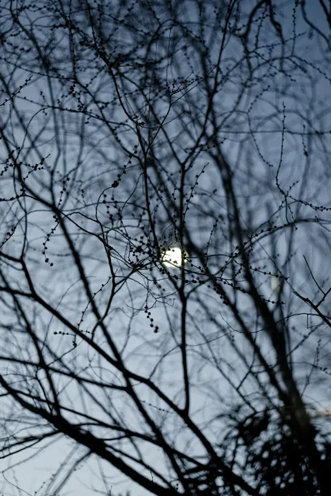 Moon Tree Phone Wallpaper · moon · 1440×2157