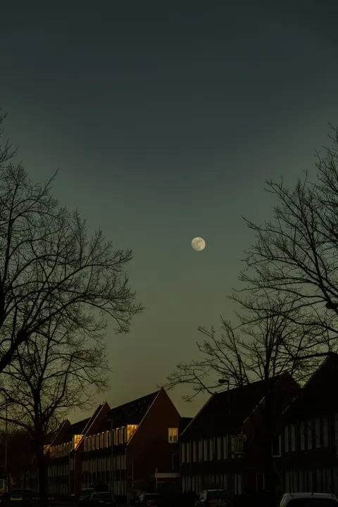 Moon Tree Phone Wallpaper · moon · 1440×2160