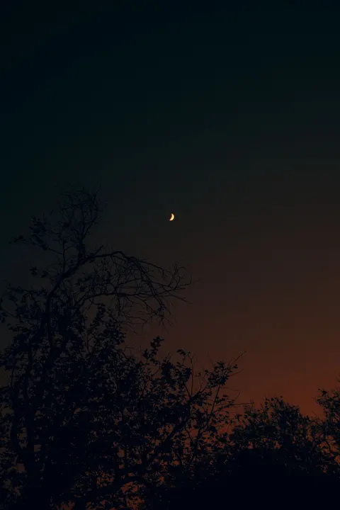 Fondo de Pantalla para Móvil Árbol y Luna · moon · 1440×2159