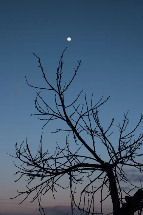 Moon Tree Phone Wallpaper · moon · 1440×2160