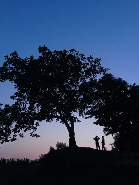 Mond hinter Baum Handy-Hintergrundbild · moon · 1440×1920