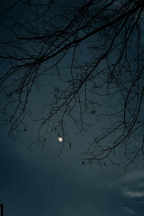 Moon Tree Phone Wallpaper · moon · 1440×2160