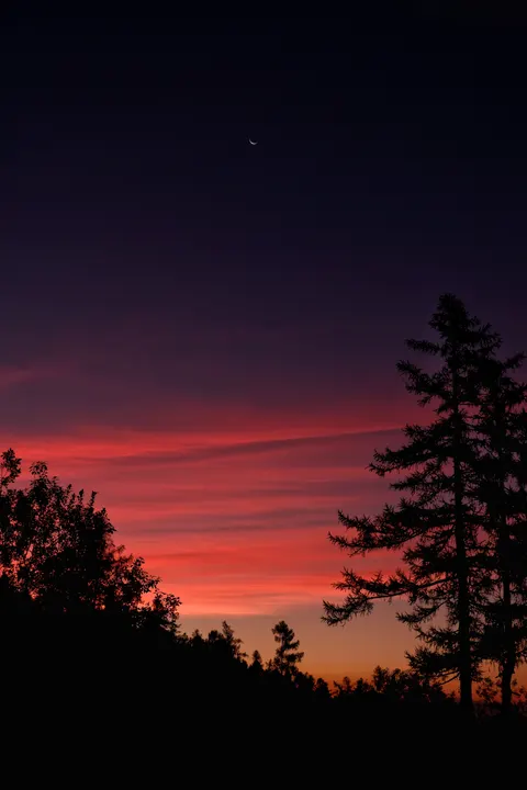 Moon Tree Phone Wallpaper · moon · 1440×2160