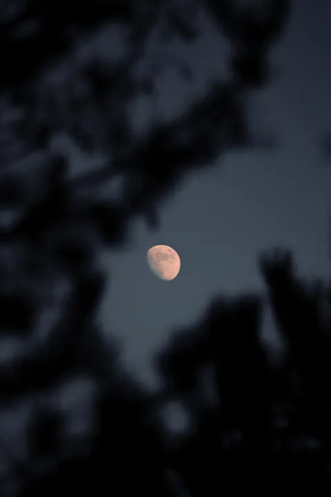 Bulan dan Pohon Wallpaper HP · moon · 1440×2160