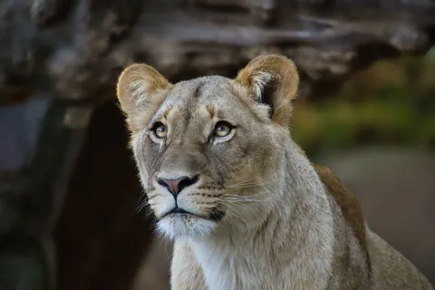 Löwe 4K Hintergrundbild · animals · 3840×2560